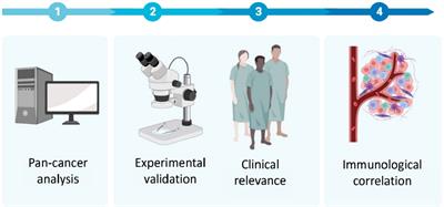 GLS as a diagnostic biomarker in breast cancer: in-silico, in-situ, and in-vitro insights